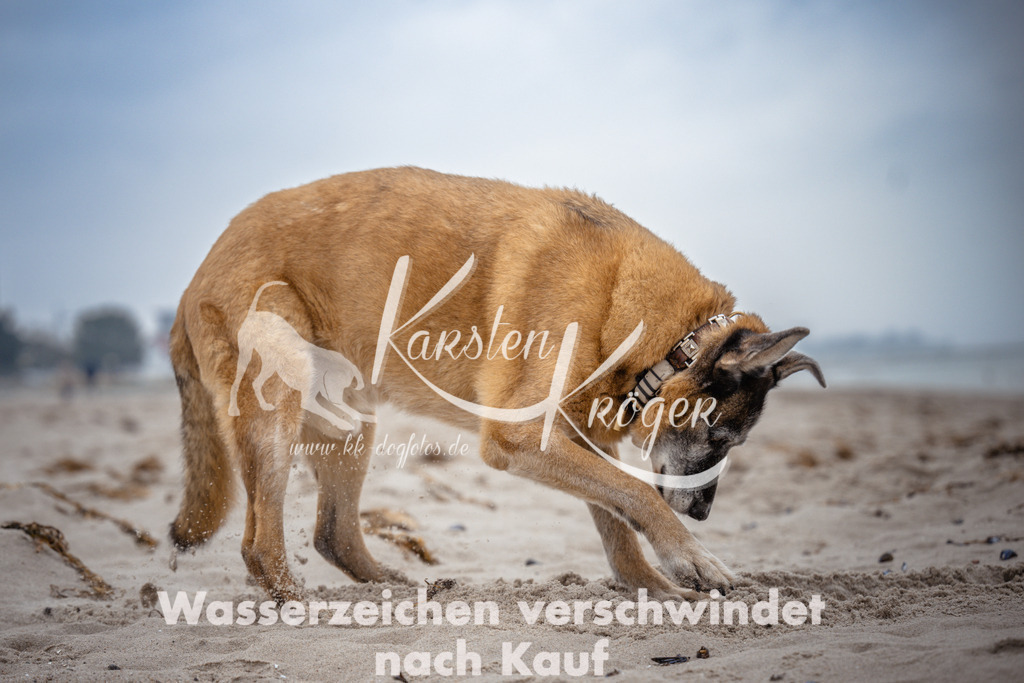 1037_ZZ95572 | kk-dogfotos