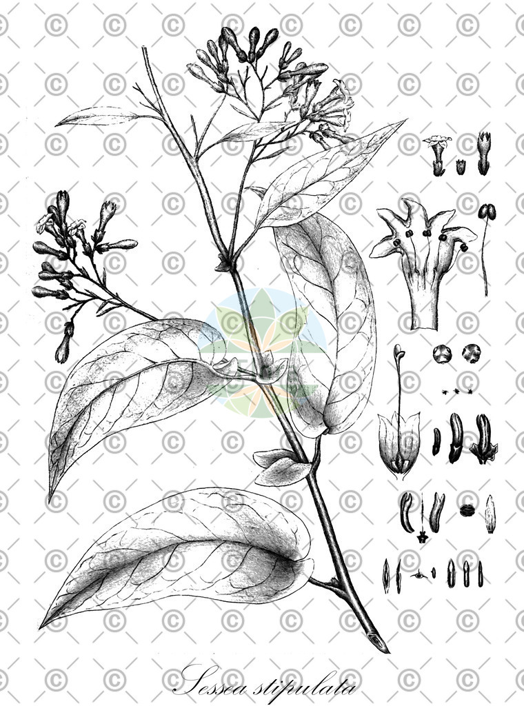 HistAbb_EMP_7710472_SRC_Host_Gramineae_FLORAD_SIMPLE | Historische Abbildung von Sessea stipulata - Solanaceae | Historical Illustration of Sessea stipulata - Solanaceae