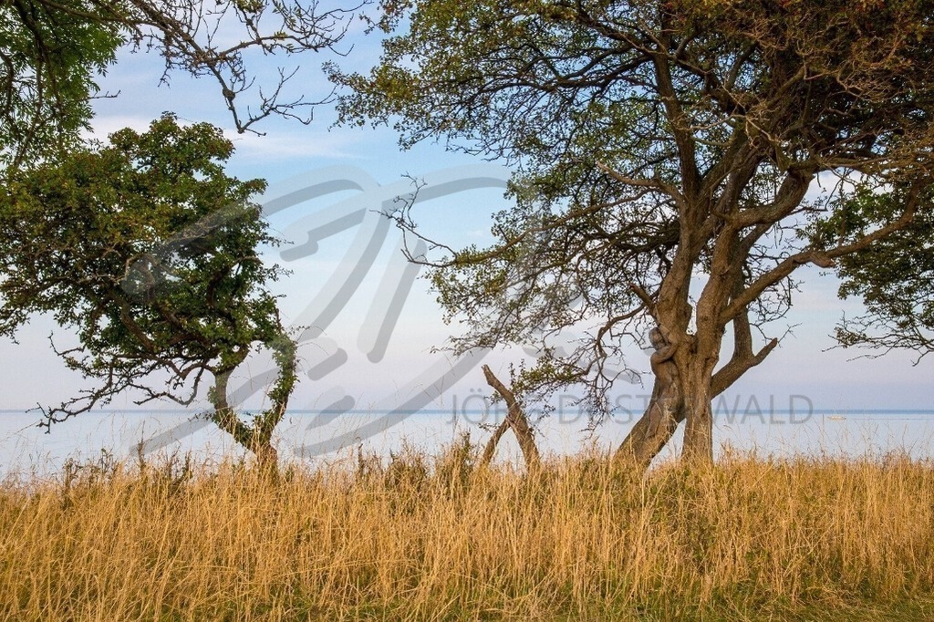 NatureArt-MEERBAUM_1231a2 | Schwungvoll hinter dem Küstengras | #002 | Modell: Darky | Foto: Mike Koppold - Realisiert mit Pictrs.com