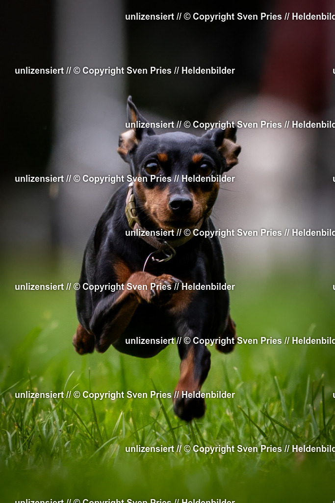 Sven Pries | 2024-10-19 - Hunderennen Ober-Grombach - Realisiert mit Pictrs.com