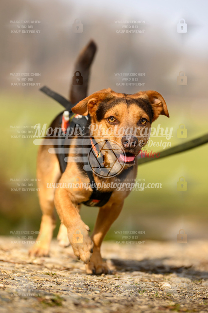 MompixPhotography_6ReiatRennen2026_SA_HappyDog-66 | PayLife
