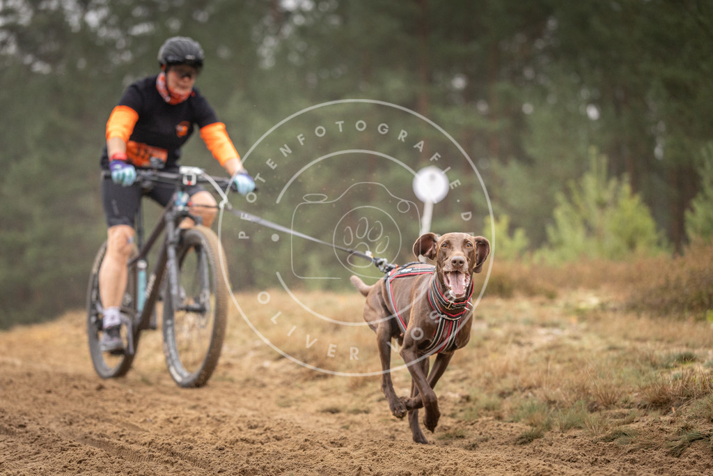 Pfotenfotografie_DV3A3601 | Hundefotografie, Tierfotograf, Pfotenfotografie, Fotoshooting Hund, Hunde Portrait, Hundesport, Hundeportraits, Heideshooting, Hunde, Sportfotograf, Hundefotograf, Turnierhundsport, THS,  - Realisiert mit Pictrs.com