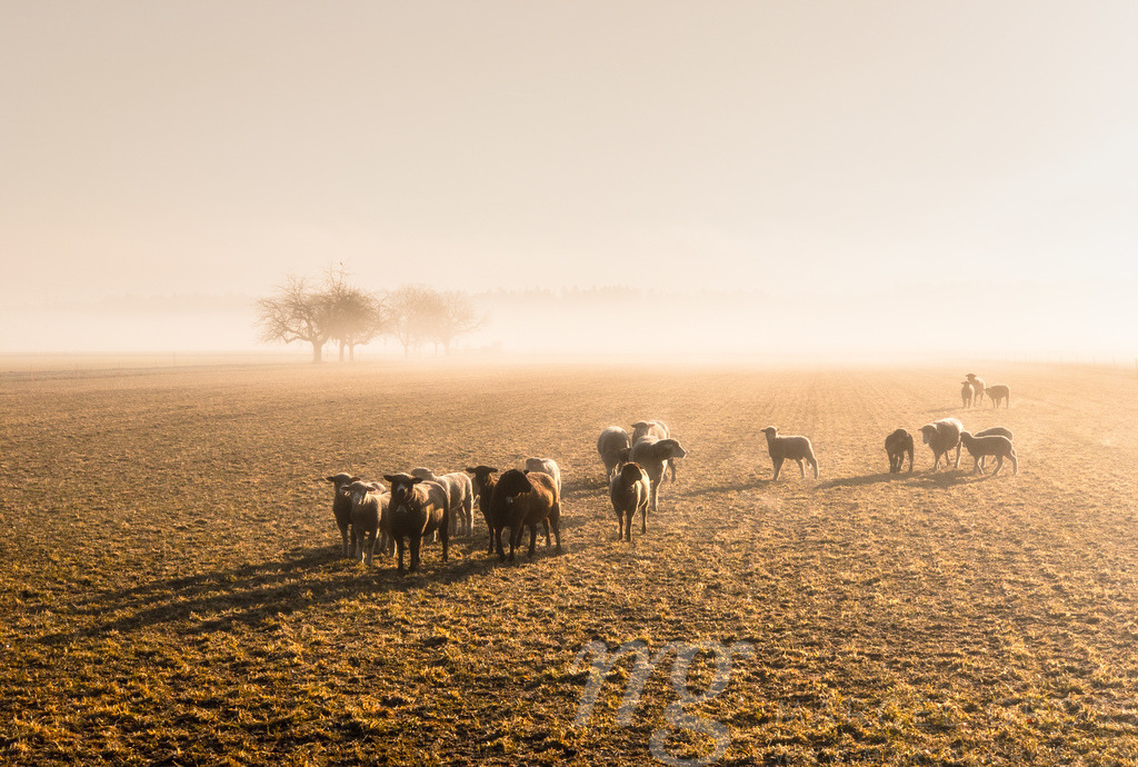 herd of sheeps on a misty meadow, switzerland | Die ideale Geschenkidee für Naturliebhaber. Naturbilder von Marcel Gross Photography für ihr Zuhause in den verschiedensten Formaten und Materialien. - Realisiert mit Pictrs.com