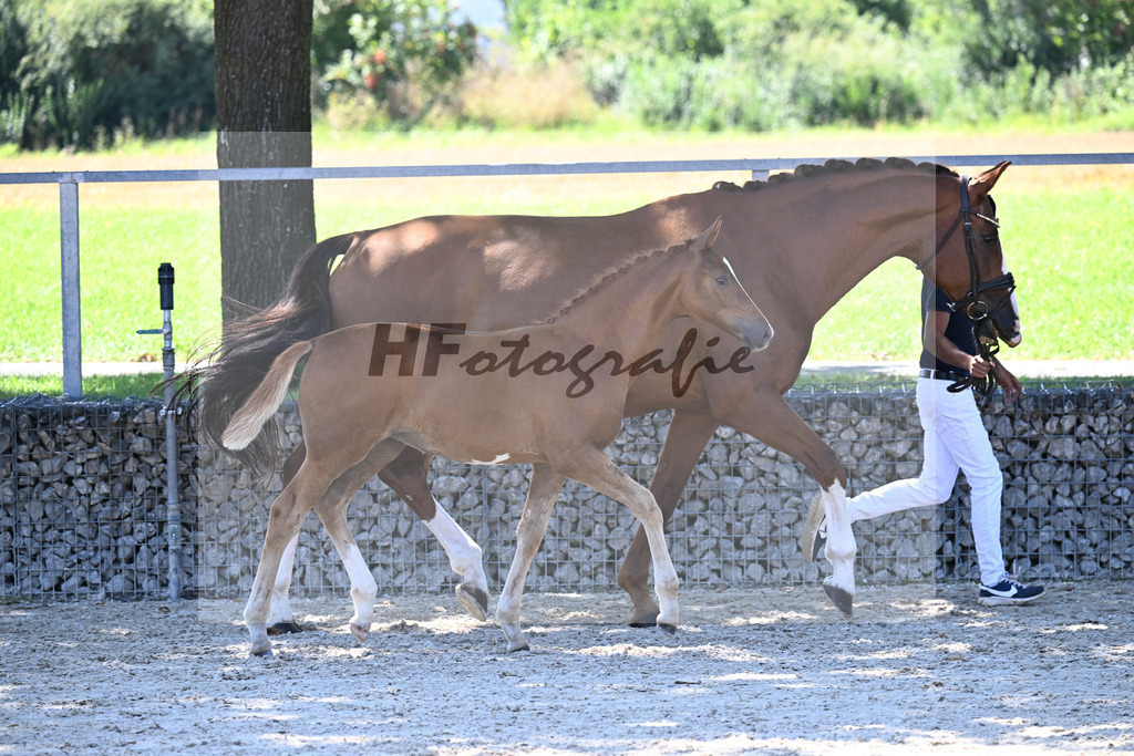 Kat-Nr. 6 Santos x Johnson_SF_Voglsang_26250367 | hf-fotografie - Realizzato con Pictrs.com
