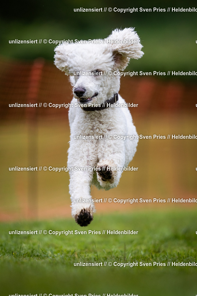 Sven Pries | 2024-04-21 - Hunderennen Baden-Oos
Foto: Sven Pries - Realisiert mit Pictrs.com