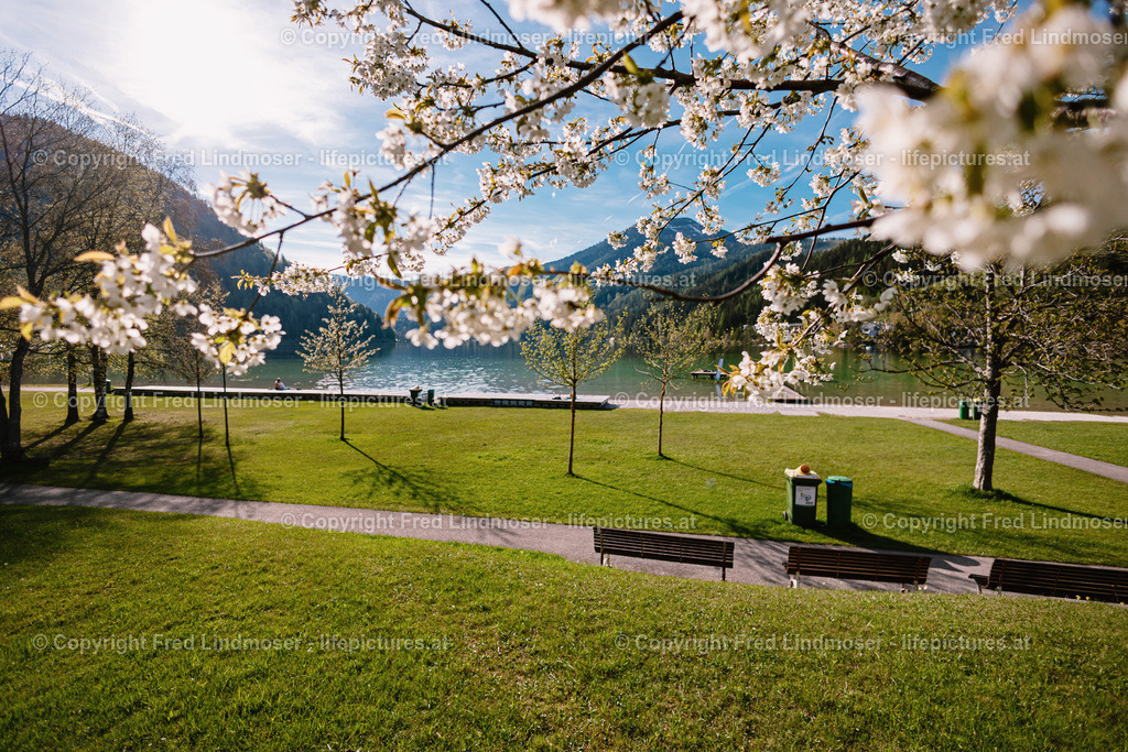 Erlaufsee 110502022--3 | Fotos und Fotoprodukte - Realisiert mit Pictrs.com