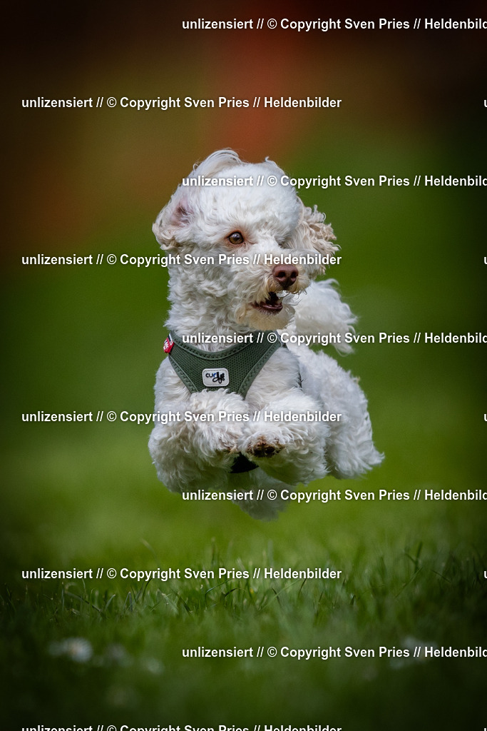 Sven Pries | 2025-04-13 - Hunderennen Baden-Baden - Realisiert mit Pictrs.com