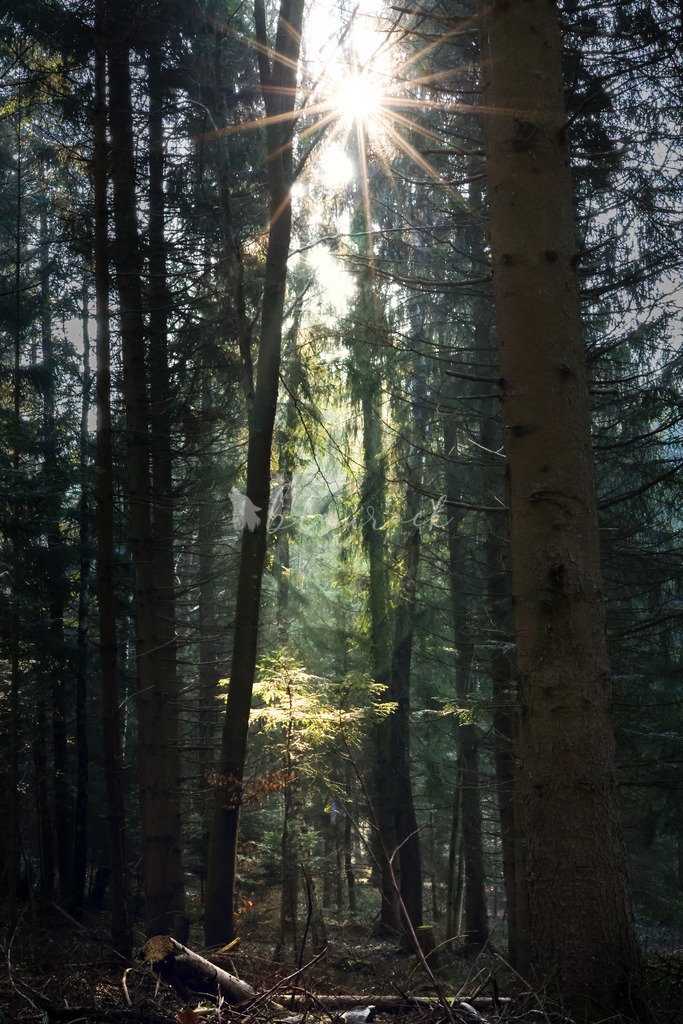 2J4A7163 | Sportbilder, Sportfotograf, Hochzeits- und Eventfotografin, Flugshows, Portraits und Tiershooting, Aviation, Downhill, Nationalleague, Swissleague, International