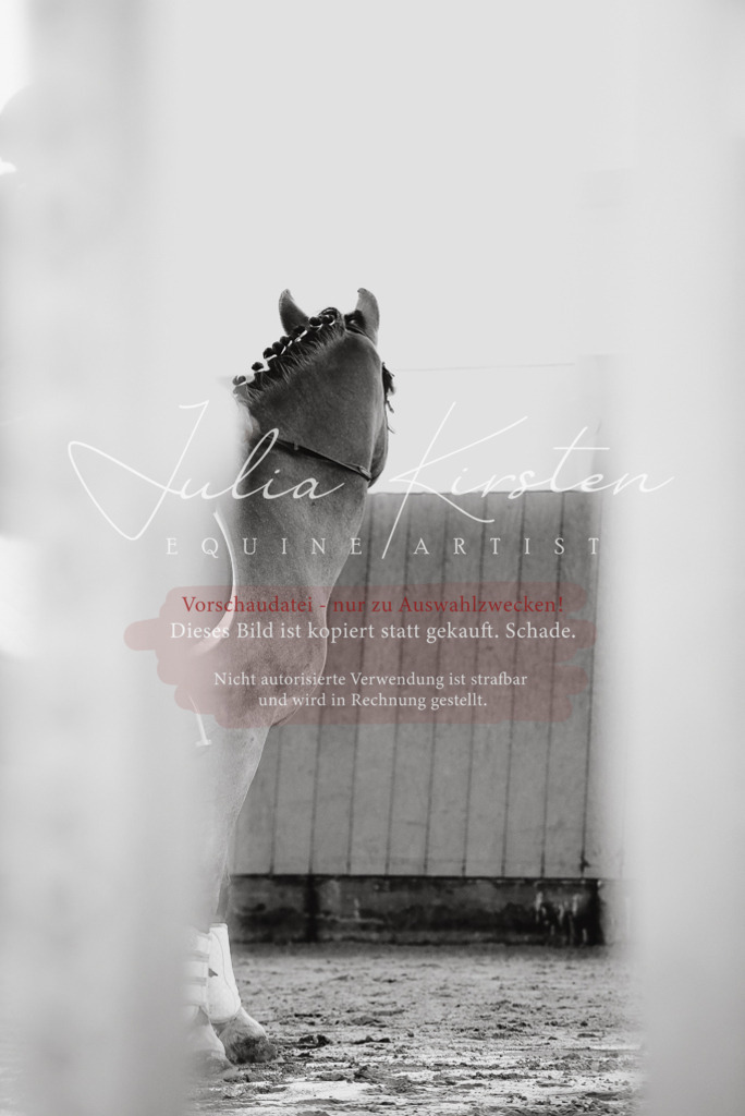 DSC_6790 | Pferde- und Turnierfotografie in Westsachsen. Pferdeportraits, Auftragszeichnungen und intuitive Kunst.