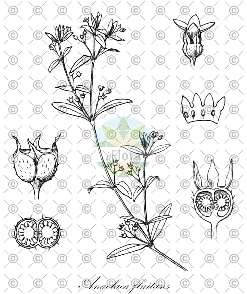 HistAbb_wfo-0000536542_255_ENZY_Simple | Historische Abbildung von Angolaea fluitans - Podostemaceae | Historical Illustration of Angolaea fluitans - Podostemaceae