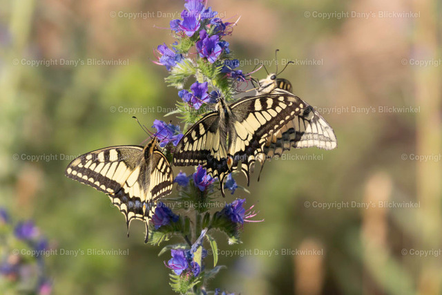 201811 | Tierfotografie, Tierkalender, Tierbilder, Insekten, Spinnen, Vögel, Schmetterling, Libellen, Leinwand, Colorkey, Qualität, Geschenkartikel, Geschenk - Realisiert mit Pictrs.com