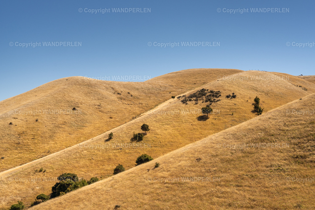 Sommerliche Hügel in Marlborough / Summer Hills in Marlborough | Sommer in der neuseeländischen Region Marlborough – sanfte, goldene Hügel, in Sonnenlicht getaucht, mit vereinzelten Bäumen und einem klaren, blauen Himmel. Eine friedvolle Landschaft, die das Wesen ländlicher Schönheit und Ruhe einfängt. - Realisiert mit Pictrs.com
