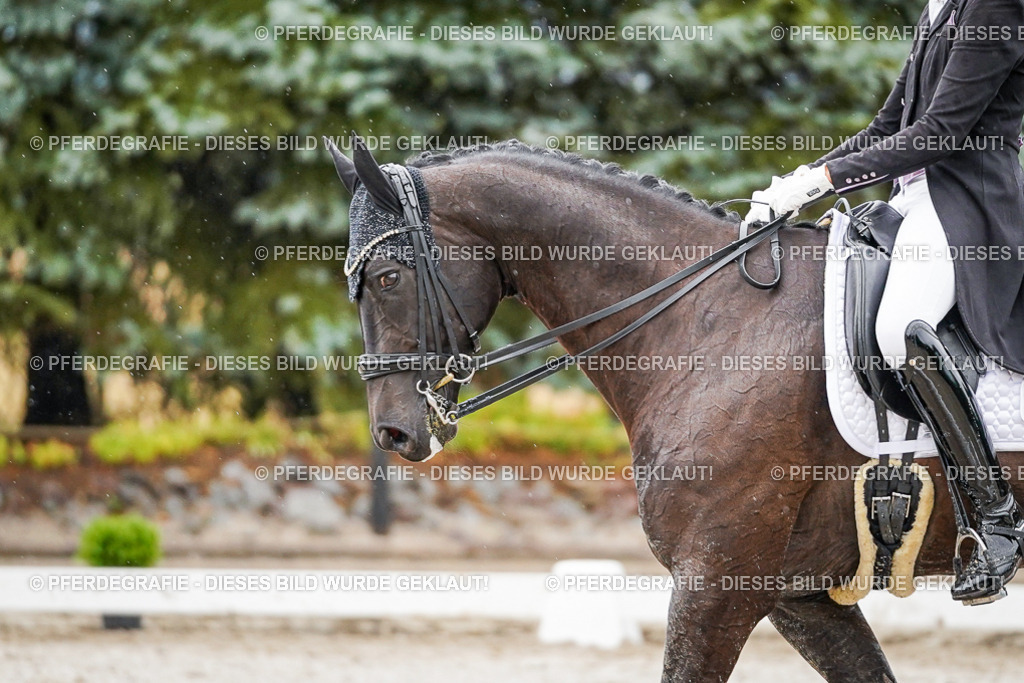 DSC08856 | Pferdegrafie