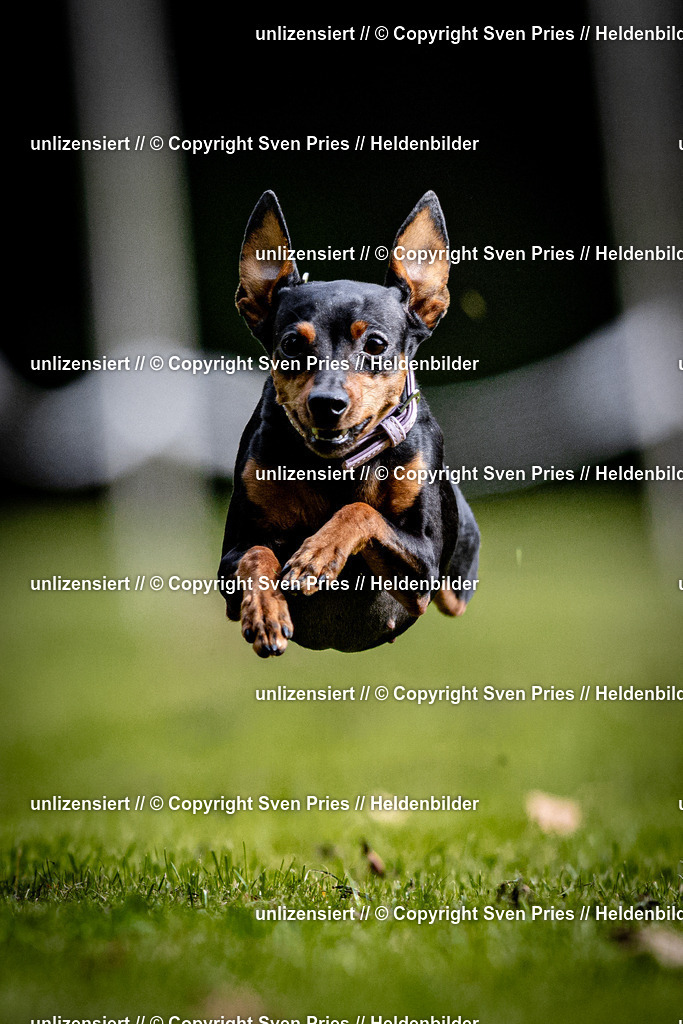 Sven Pries | 2025-10-03 - Hunderennen Obergrombach - Realisiert mit Pictrs.com