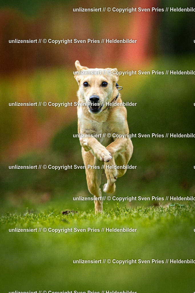 Sven Pries | 2025-09-21 - Hunderennen Baden-Oos - Realisiert mit Pictrs.com