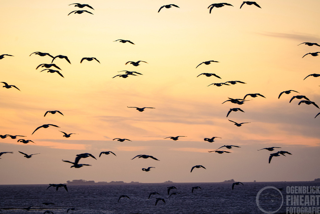DSC00424 | Björn Thiemann; Ogenblick.de; Fotografie; Photograph; Landscape, Pellworm, Schleswig-Holstein; Inselfotograf; Inselfotografien; Wattenmeer; National-Park; Naturschutzgebiet; Leuchtturm; Lighthouse; Leinwandbilder; Kalender; Pellworm Kalender;  - Realisiert mit Pictrs.com