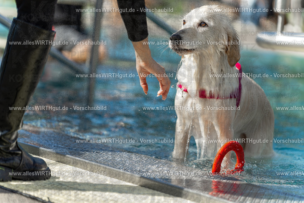 Hundeschwimmen_Volksbad_2026-allesWIRTHgut_Tierfotografie-2609061215-112559-7R509993 | Professionelle Tierfotografie in Mönchengladbach von Daniel Wirth (allesWIRTHgut). Liebevolle & natürliche Bilder von Hunden & Katzen für unvergessliche Erinnerungen.