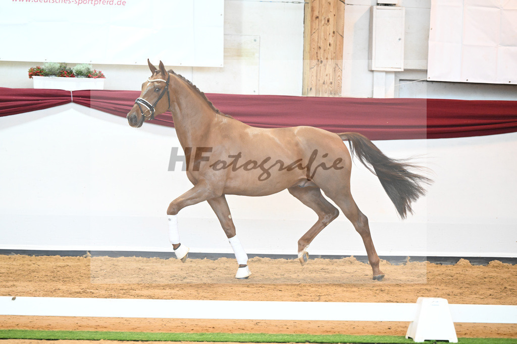 Kat-Nr. 37 v. Jazz_Stahl_66221919 | hf-fotografie - Realisiert mit Pictrs.com