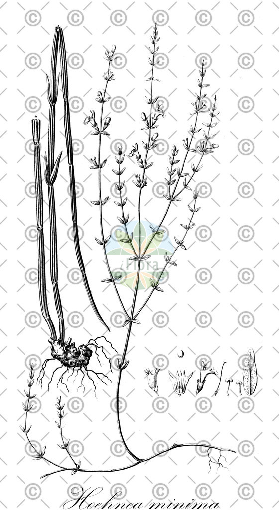 HistAbb_wfo-0000982599_1_ENZY_Simple | Historische Abbildung von Hoehnea minima - Lamiaceae | Historical Illustration of Hoehnea minima - Lamiaceae