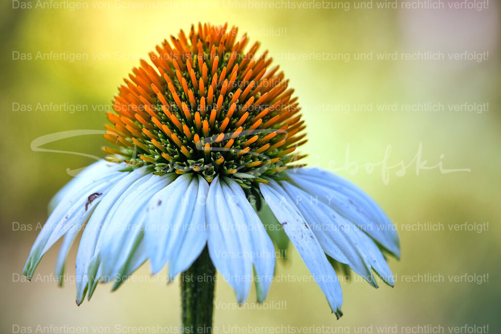 Wandbild "Sonnenhut" | People- und Tierfotografie, Imageaufnahmen, Veranstaltungsfotografie und Wandbilder aus der Natur ★ Made in Germany ✔️ Druck + Downloads ✔️ Naturfotografie in Top Qualität ★ schneller Versand, weltweite Lieferung! - Realisiert mit Pictrs.com