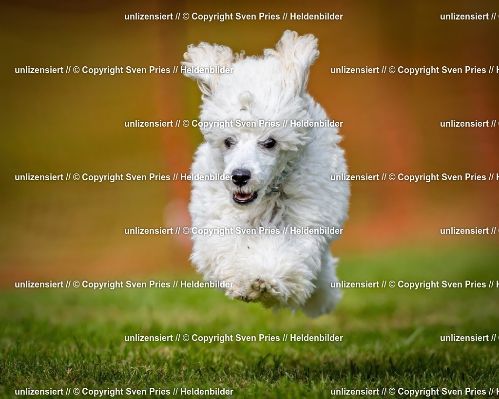 Sven Pries | 2024-09-22 - Hunderennen Baden-BadenPudelverein - Realisiert mit Pictrs.com