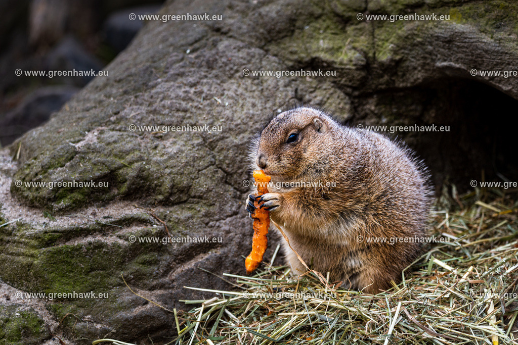 _MG_8576 | Greenhawks Bilder Shop für Landschaften, Urban, Tiere und weiteres als Poster Leinwand oder Fotogeschenk für Ostern Weihnachten oder Geburtstag  - Realisiert mit Pictrs.com
