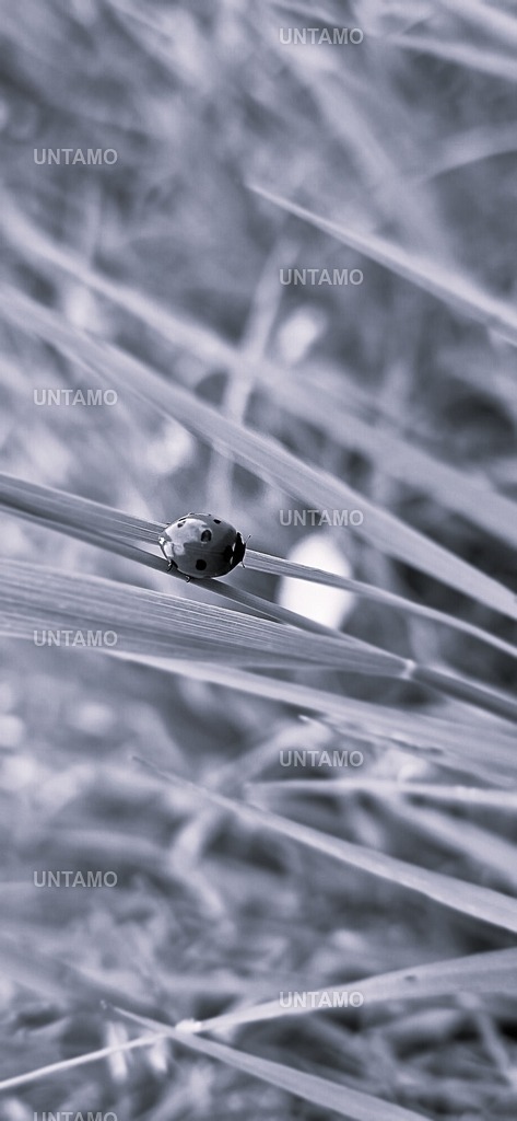 marienkäferSW | untamo - Realisiert mit Pictrs.com