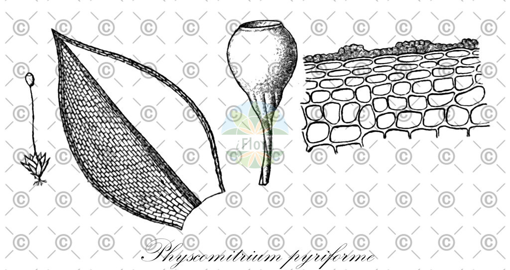 HistAbb_wfo-0001151733_1_ENZY_Simple | Historische Abbildung von Physcomitrium pyriforme - Funariaceae | Historical Illustration of Physcomitrium pyriforme - Funariaceae