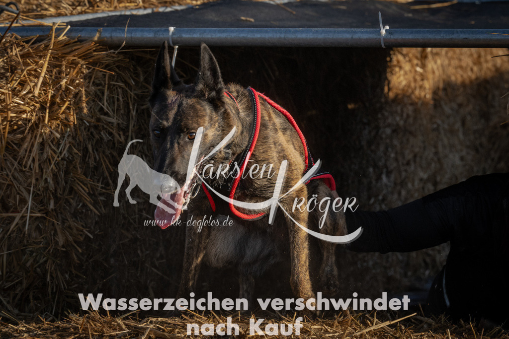 0933_ZZ93632 | kk-dogfotos