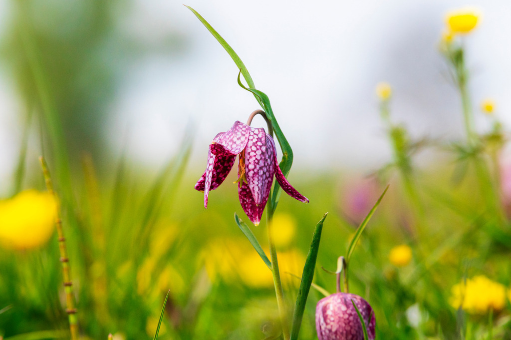 2022_04_30_SCHACHBLUMEN_DSC1671 | Hochwertig gedruckte Fotografien für die Wand, als Kalender und zum Verschenken. Hamburg & Norddeutschland und überall wo ich mit der Kamera unterwegs war.