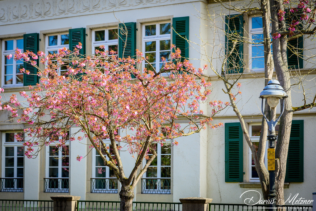 Frühling in Mainz am Rhein | Frühling in Mainz am Rhein