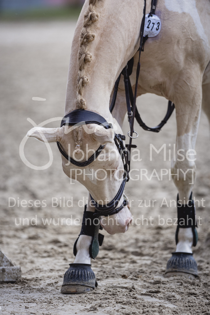 230826_Delbrueck_Stil-E-737 | Deine schönsten Turniermomente als professionelle Fotos! Entdecke hochwertige Pferdesport-Fotografie im Online-Shop. Jetzt Fotos finden & bestellen!