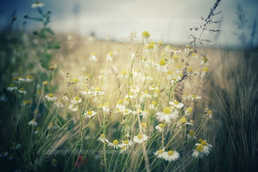 Wild herbs camomile D | Wilde Kräuter am Rande eines Gersten Kornfeldes. Wilde Kamille schaut zwischen Gräsern hervor. Gesehen bei Scharfenberg, Brilon.