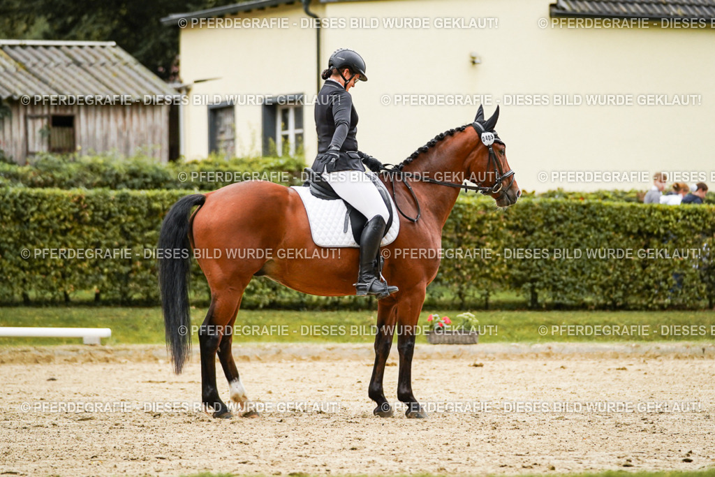 DSC07138 | Pferdegrafie