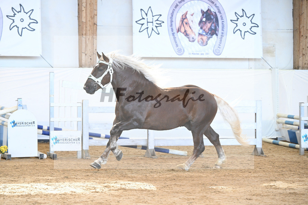 Kat-Nr. 2 v. Dirill_Wittmann_2230153 | hf-fotografie - Realizzato con Pictrs.com