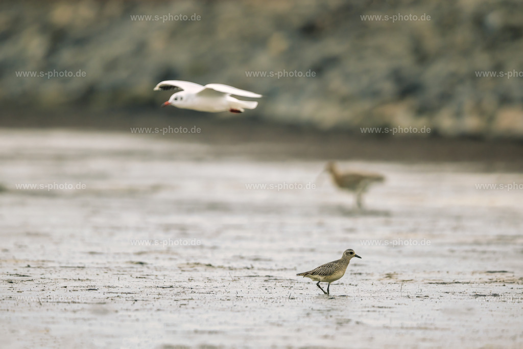 Lachmöve, Kiebitzregenpfeifer und großer Brachvogel | .. und das alles in einem Bild - Realisiert mit Pictrs.com