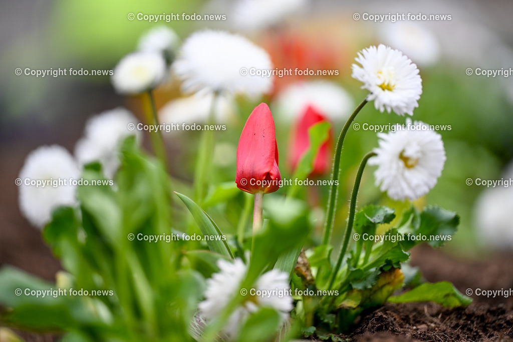 Blumen pflanzen_ Hauptplatz Linz_ 19.03.2024-5 | 19.03.2024, Hauptplatz Linz, AUT, Stadtgaerten, Blumen pflanzen im Bild Blumen pflanzen am Hauptplatz Linz