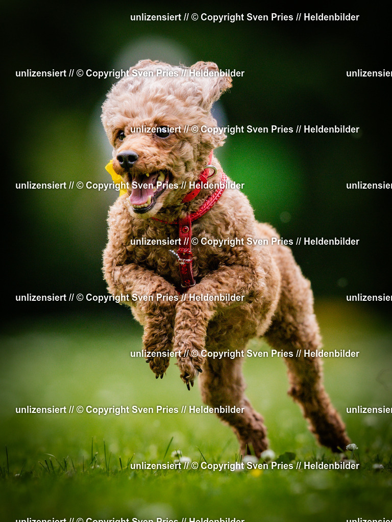 Sven Pries | 2025-05-29 - Pudelrennen KA-Durlach - Realisiert mit Pictrs.com