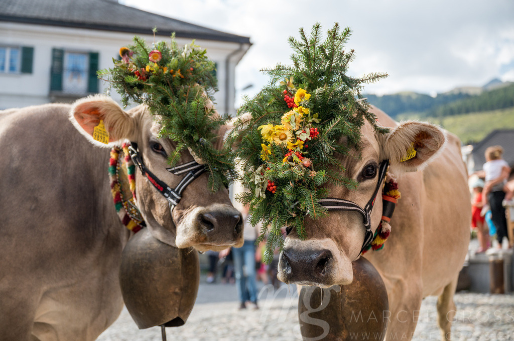 Portrait von zwei geschmückten braunen Kühen an Alpabzug in Sent, Engadin | Die ideale Geschenkidee für Naturliebhaber. Naturbilder von Marcel Gross Photography für ihr Zuhause in den verschiedensten Formaten und Materialien. - Realisiert mit Pictrs.com