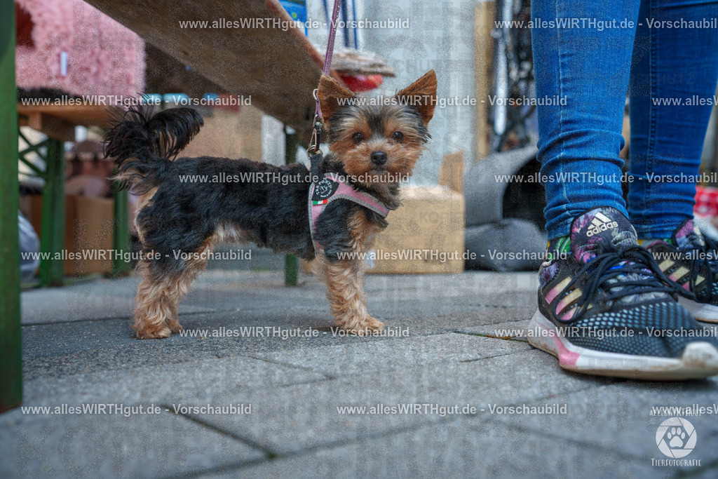 Pfötchenmarkt Nettetal-Lobberich 2026 - Nettetal-Tag - Daniel Wirth - www.allesWIRTHgut.de - @allesWIRTHgut_Tierfotografie 7R507698 | Professionelle Tierfotografie in Mönchengladbach von Daniel Wirth (allesWIRTHgut). Liebevolle & natürliche Bilder von Hunden & Katzen für unvergessliche Erinnerungen.