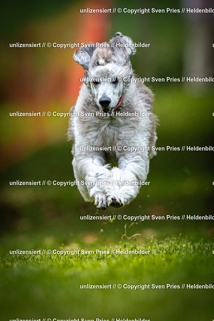 Sven Pries | 2025-09-21 - Hunderennen Baden-Oos - Realisiert mit Pictrs.com