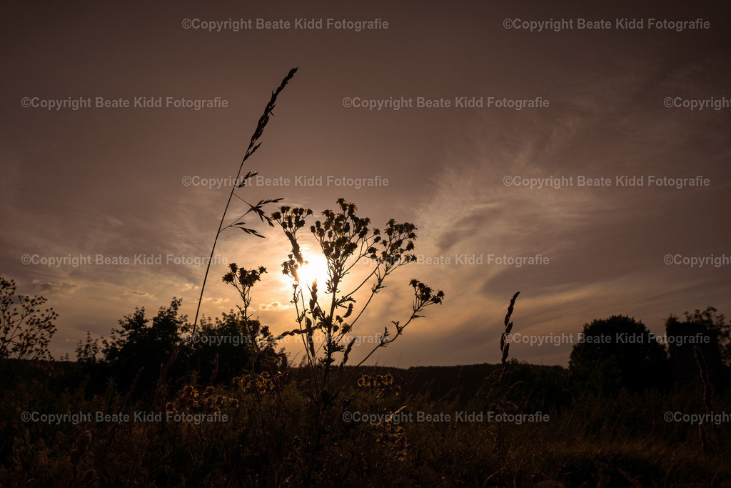 P1430638 | beatekidd-fotografie - Realisiert mit Pictrs.com