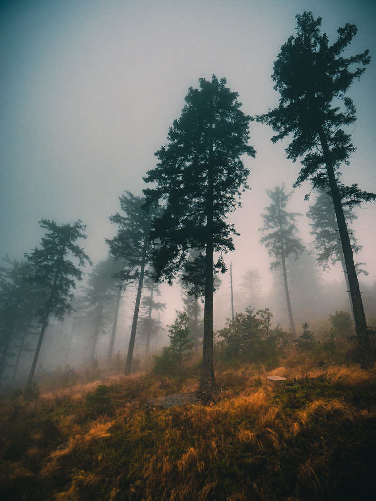 Rainy Black Forest | Ein Regentag im herbstlichen Schwarzwald - Realisiert mit Pictrs.com