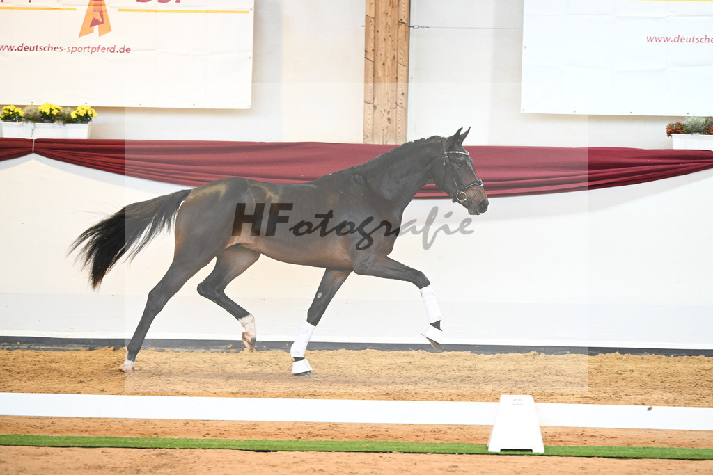 Kat-Nr. 76 v. Zackerey_Pfitzer_66221977 | hf-fotografie - Realisiert mit Pictrs.com