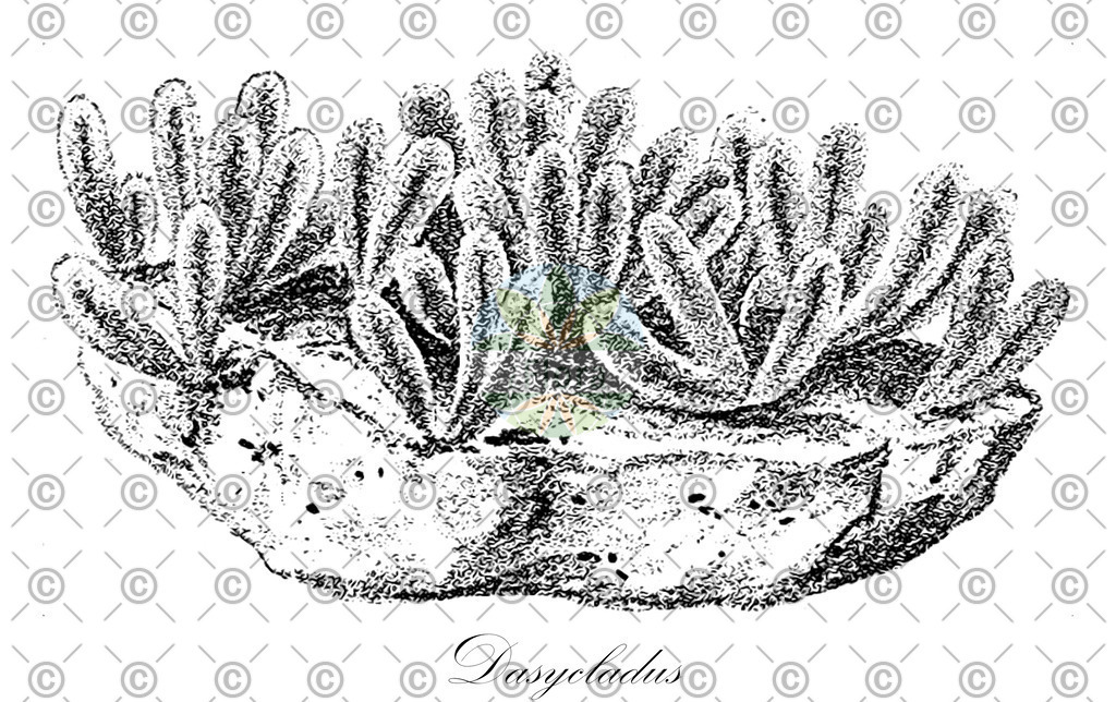 HistAbb_wfo-0000124456_1_ENZY_Simple | Historische Abbildung von Dasycladus - Dasycladaceae (0) | Historical Illustration of Dasycladus - Dasycladaceae (0)