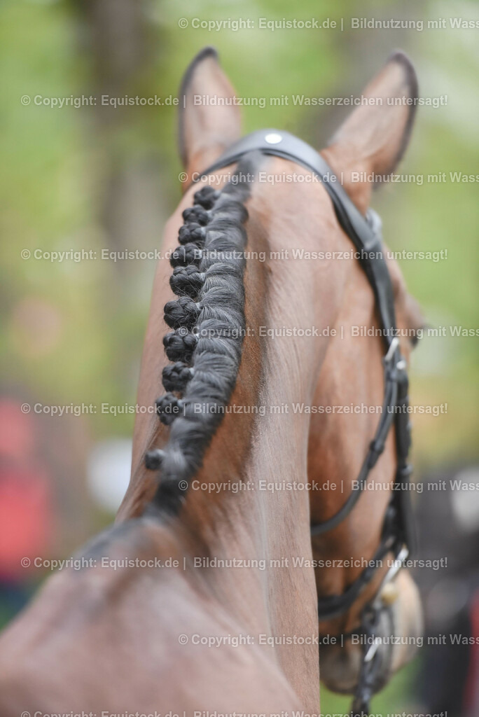 20230514_Impressionen_0171 | equistock