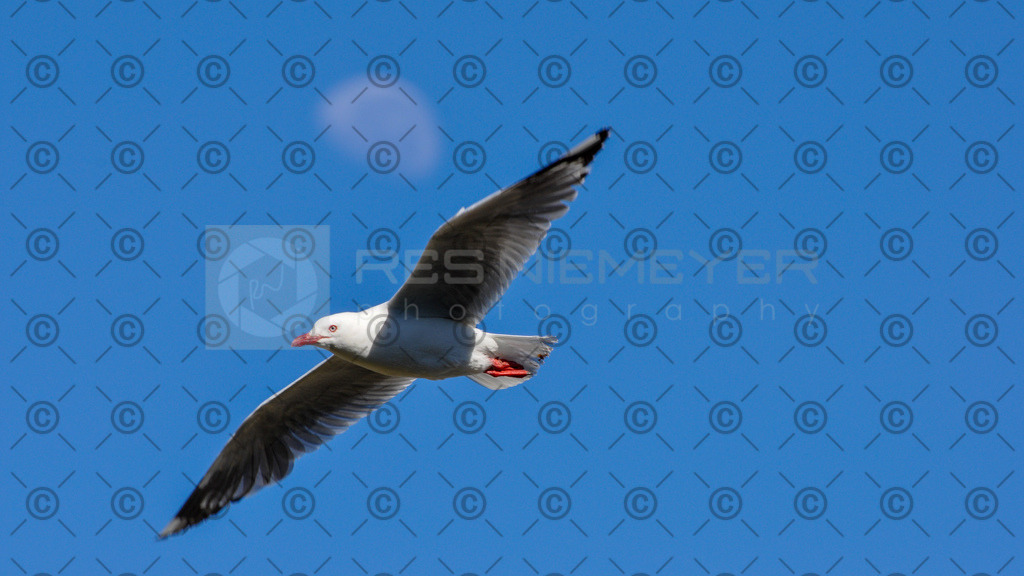 DSC_2149 | Res Niemeyer Photography - Realisiert mit Pictrs.com