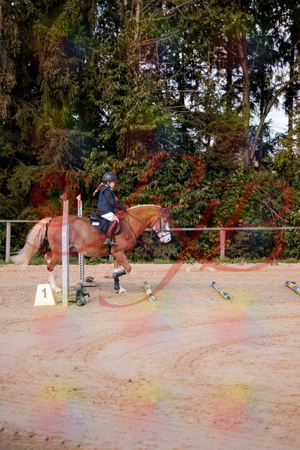 2026_10_03_Siefer-Hof_144416_Z81_17733850 | Professionelle Reitsport-, Turnier- und Eventfotografie von Robert Broda. Galerien mit ausgewählten und bearbeiteten Bildern direkt online ansehen und bestellen.