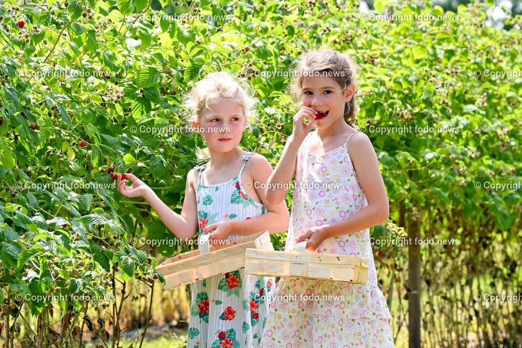 Erdbeeren_ Himbeeren_ Ribisel_ Mayer_ 20.06.2023-6 | 20.06.2023, Raffelding, AUT, Erdbeeren, Himbeeren, Ribisel, Mayer, im Bild Adele und Franziska beim Himbeeren pfluecken