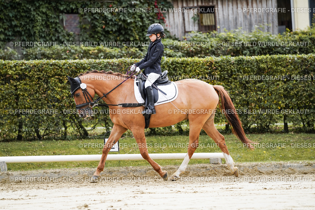 DSC05136 | Pferdegrafie